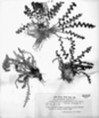 Asplenium ceterach image